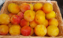 Plum - Early Golden (LOCAL)